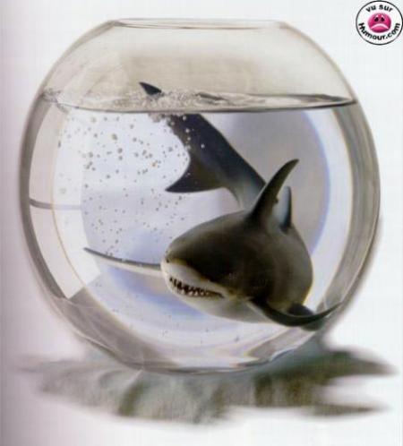 � un petit requin dans votre maison ..prochainement � par torres-joe